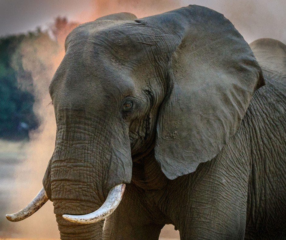 Talk about the elephants in the room